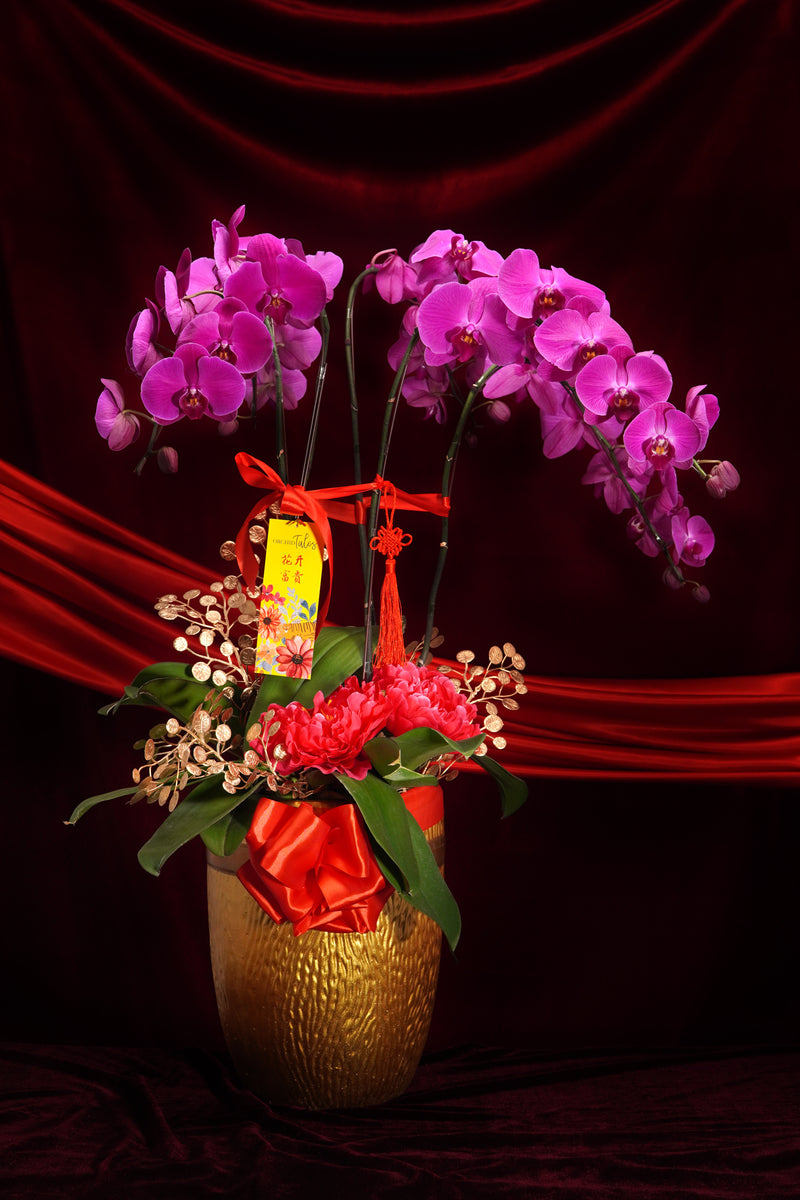 好运龙总来 (5 stems Purple orchid)