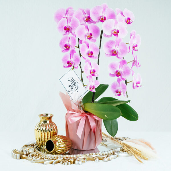 Premium Orchid Sweetest Pink - 2 Stalks