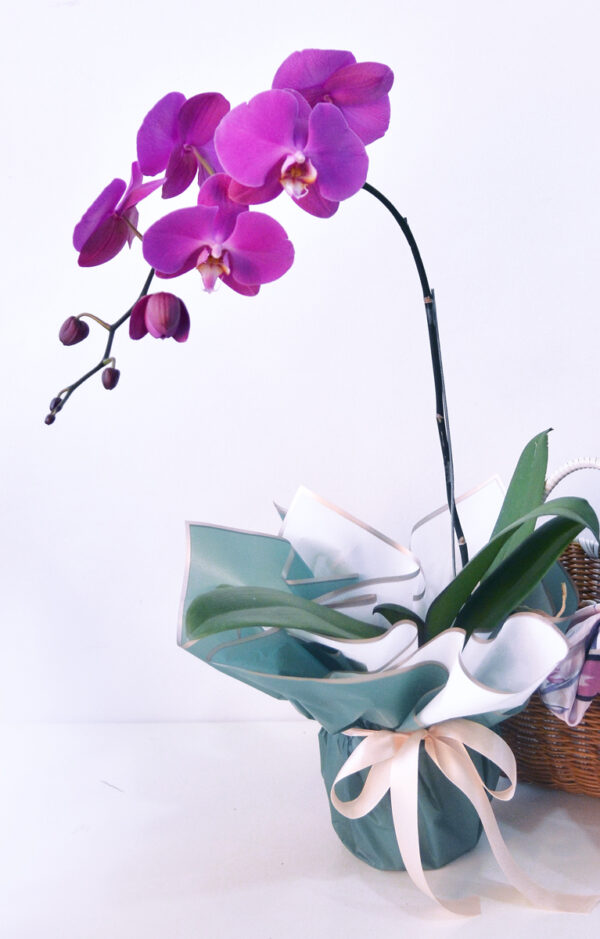 Premium Orchid Charming Purple - 1 Stalk