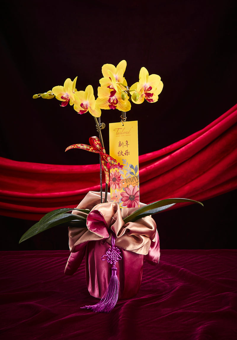 Outstanding Achievement Premium Fresh Orchid (2 Stalks)