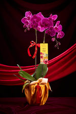 Good Fortune Premium Fresh Orchid (Charming Purple)