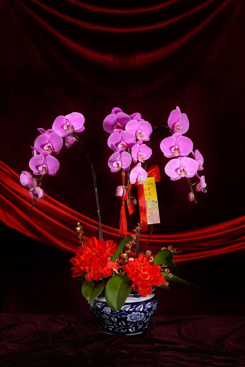 好运龙总来 (3 stems orchid)