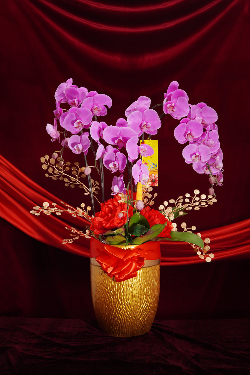好运龙总来 (5 stems Pink orchid)