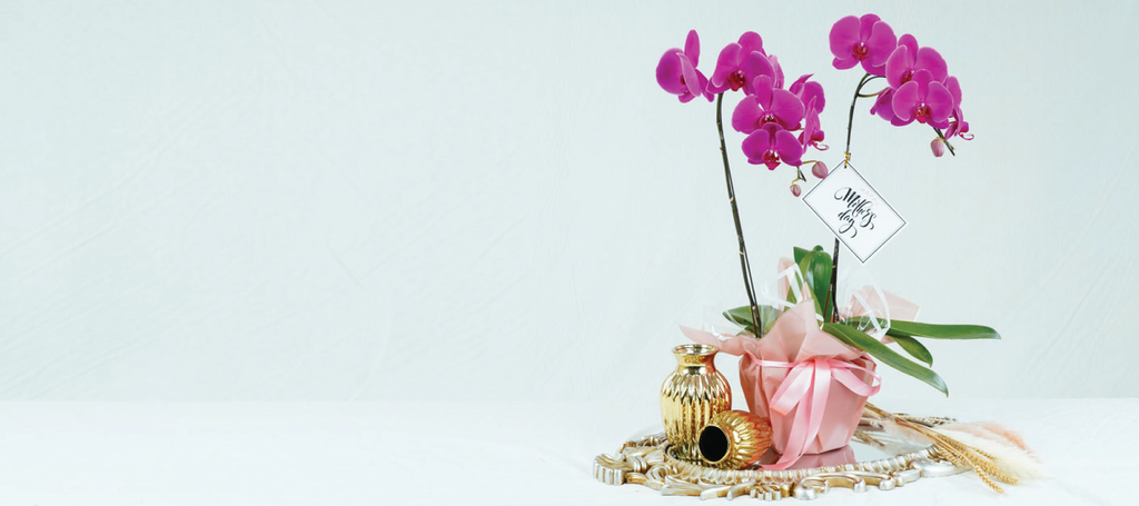 Tailored Floral - Premium Orchids