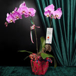 Raya Blessings Orchid (2 stalks)