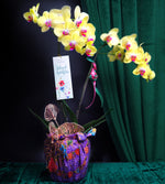 Raya Blessings Orchid (2 stalks)