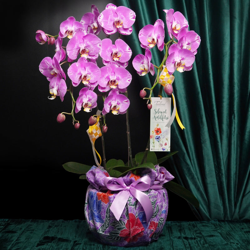 Raya Blessings Orchid (3 stalks)
