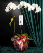 Raya Blessings Orchid (3 stalks)