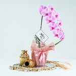 Premium Orchid Elegant White with Basket - 1 Stalk