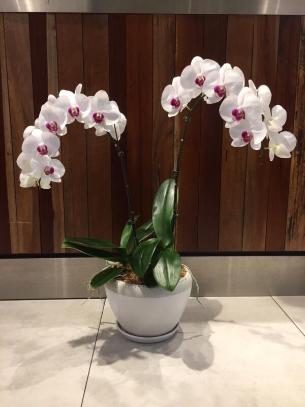 Premium Orchid Elegant White in Pot - 2 Stalks