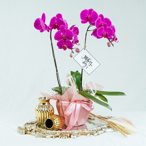 Premium Orchid Charming Purple - 2 Stalks