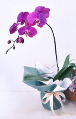 Premium Orchid Elegant White with Basket - 1 Stalk