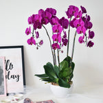 Premium Orchid Charming Purple - 5 Stalks