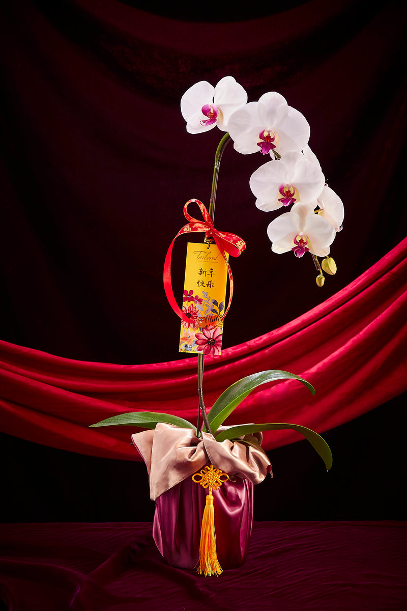 玉兔迎春 (白色兰花) Jade Rabbit Premium Fresh Orchid (Elegant White)