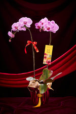 兔飞猛进 (紫色兰花) Good Fortune Premium Fresh Orchid (Charming Purple)