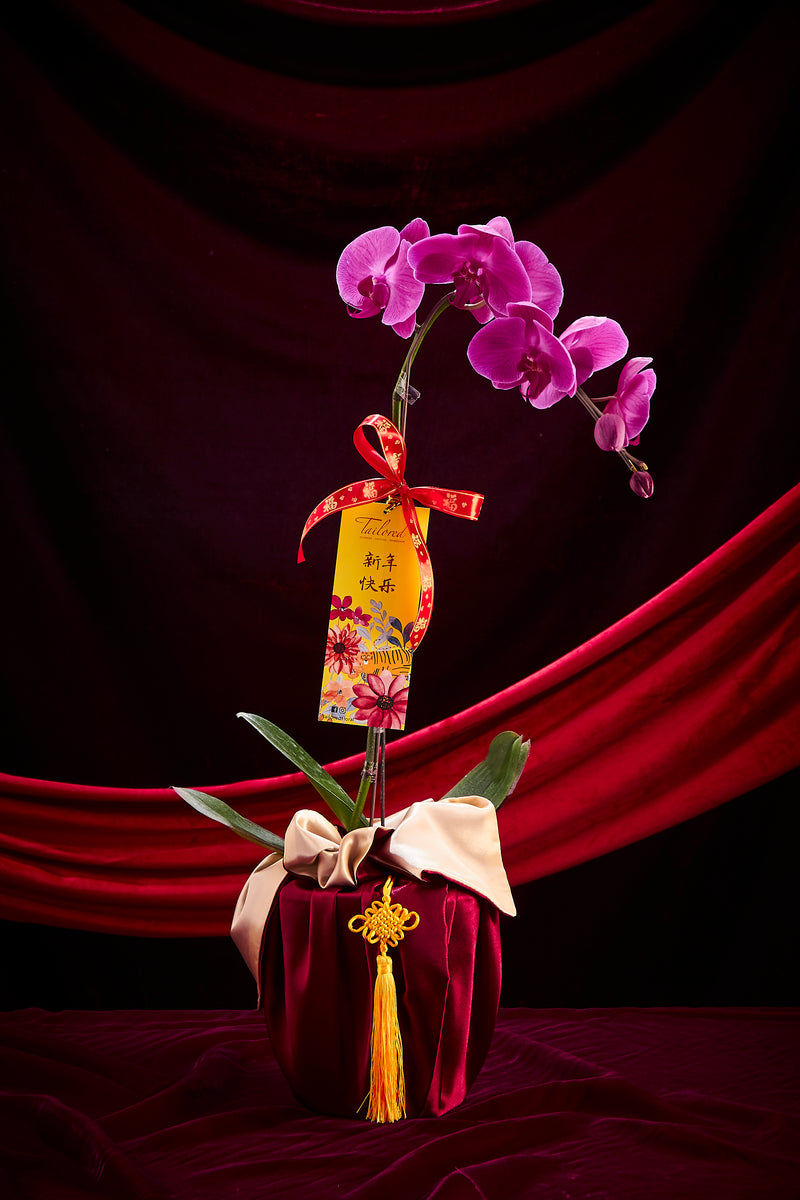 玉兔迎春 (紫色兰花) Jade Rabbit Premium Fresh Orchid (Charming Purple)