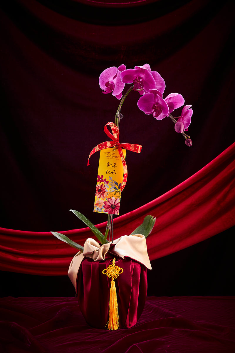 玉兔迎春 (粉色兰花) Jade Rabbit Premium Fresh Orchid (Sweetest Pink)