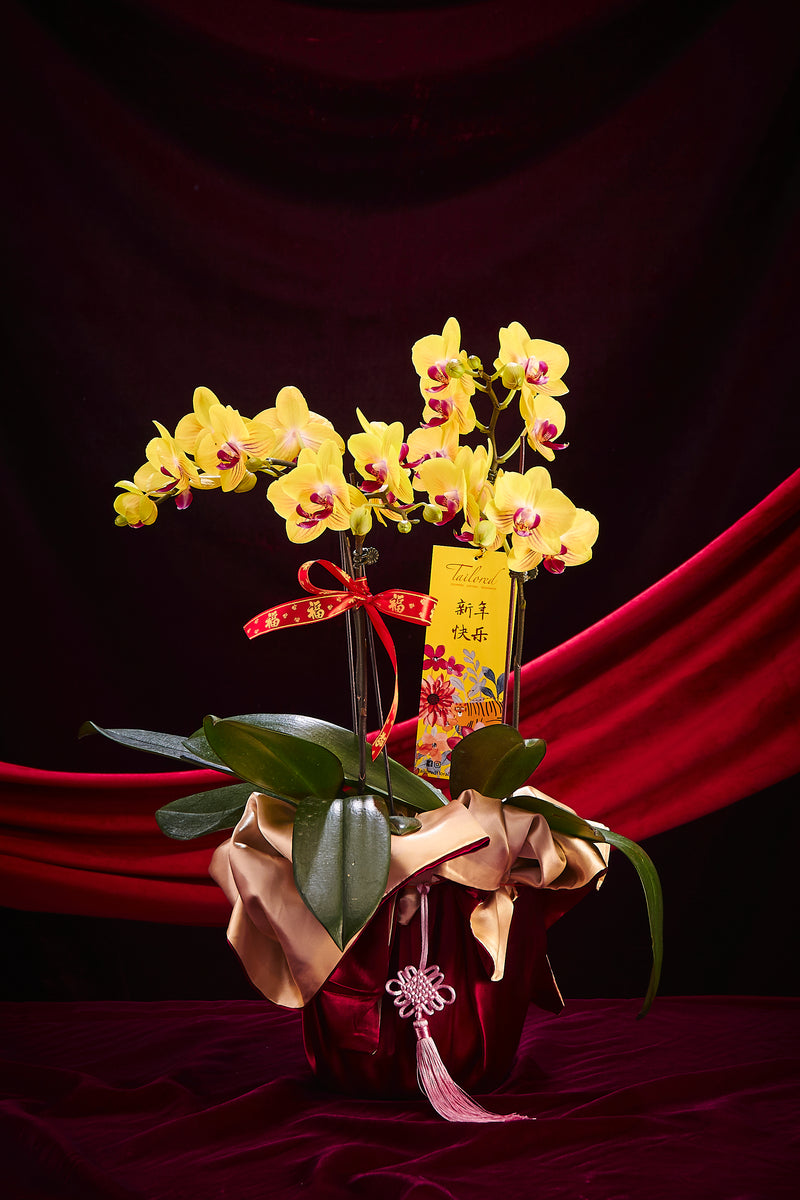 金兔满堂 Prosperity Premium Fresh Orchid (4 Stalks)