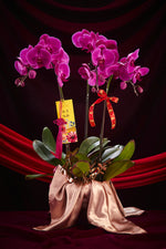 兔来运转 (紫色兰花) Wealth Rolling In Premium Fresh Orchid (Charming Purple)