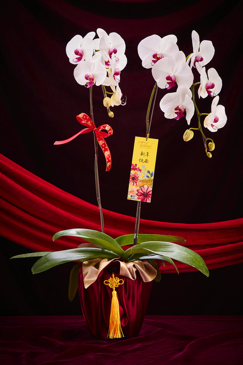 兔飞猛进 (白色兰花) Good Fortune Premium Orchid (Elegant White)