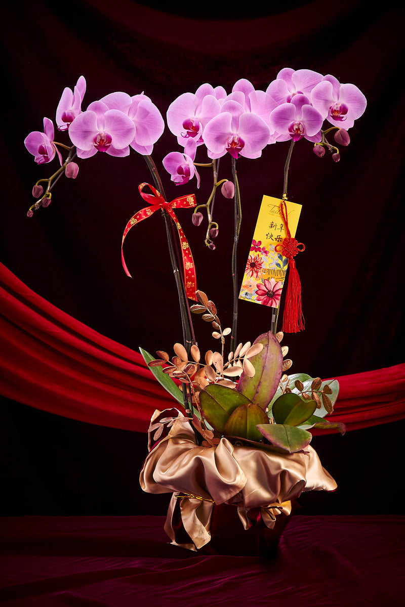 兔来运转 (紫色兰花) Wealth Rolling In Premium Fresh Orchid (Charming Purple)