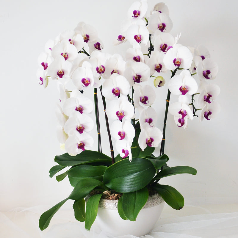 Premium Orchid Elegant White - 5 Stalks