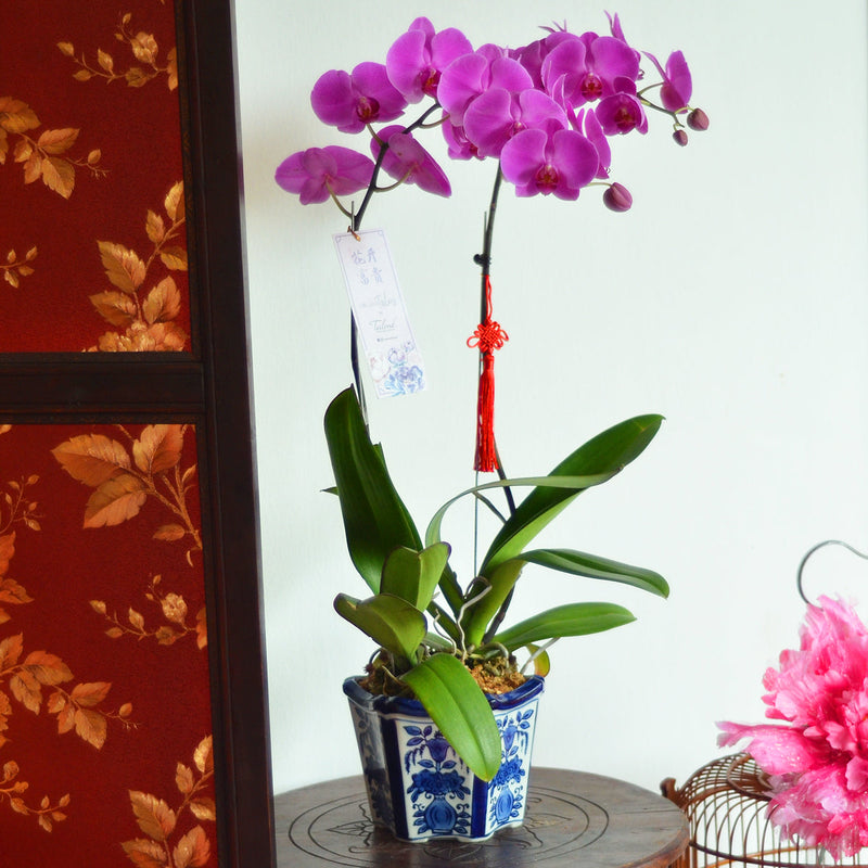 Premium Orchid Charming Purple in Pot - 2 Stalks